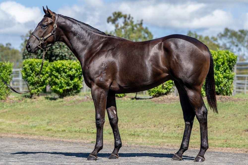 Encryption (AUS) / Kambundji (NZ) 2024 Colt - Image 1