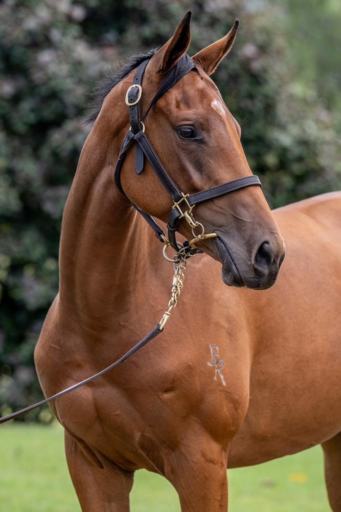 Jacquinot (AUS) / Jokester (AUS) 2024 Filly - Image 2