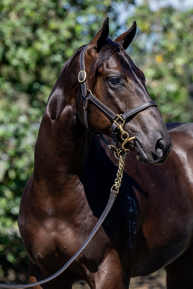 Encryption (AUS) / Kambundji (NZ) 2024 Colt - Image 2