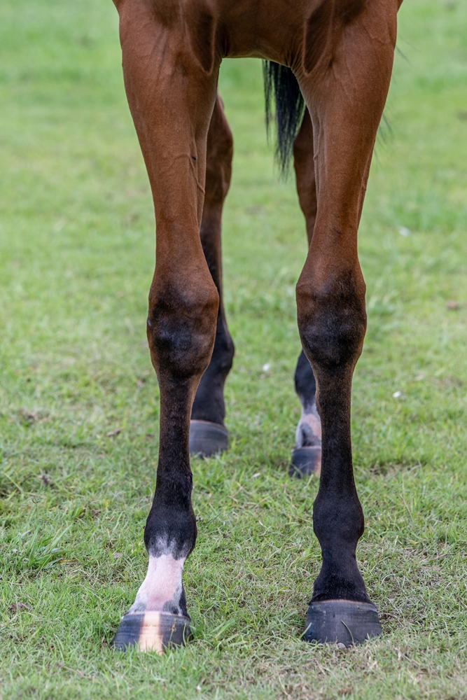 Jacquinot (AUS) / Jokester (AUS) 2024 Filly - Image 3