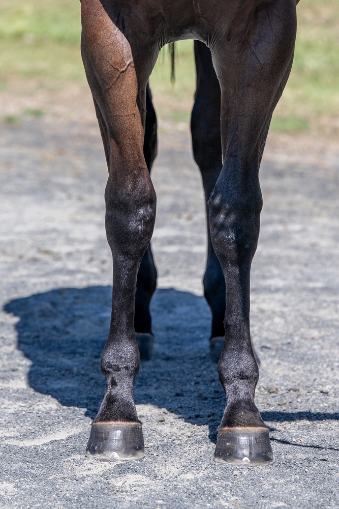 Encryption (AUS) / Kambundji (NZ) 2024 Colt - Image 3