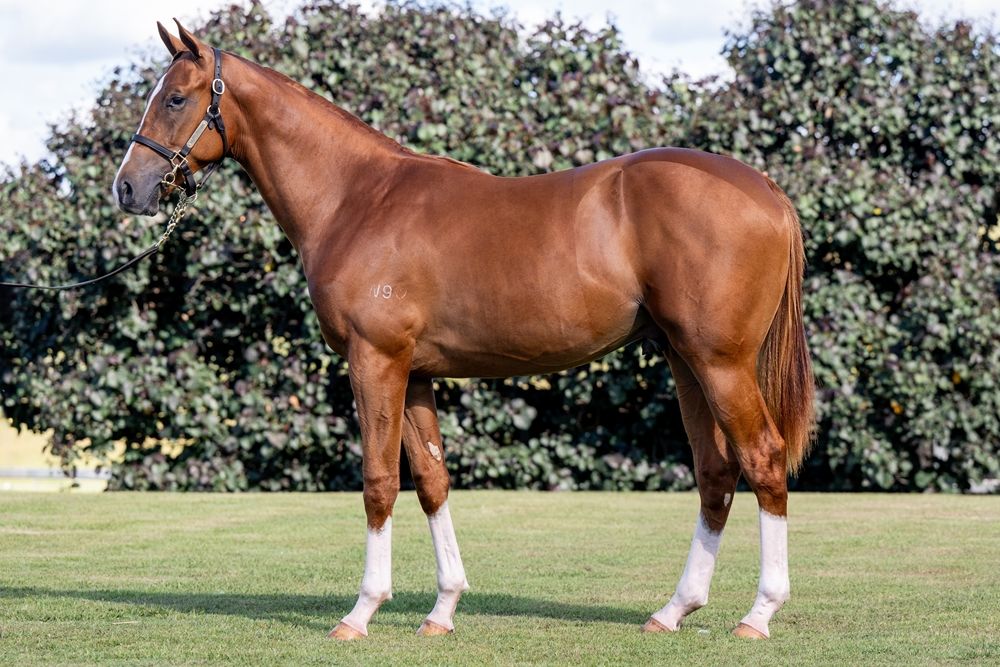 Stronger (AUS) / Kiss Hello (AUS) 2024 Colt - Image 1