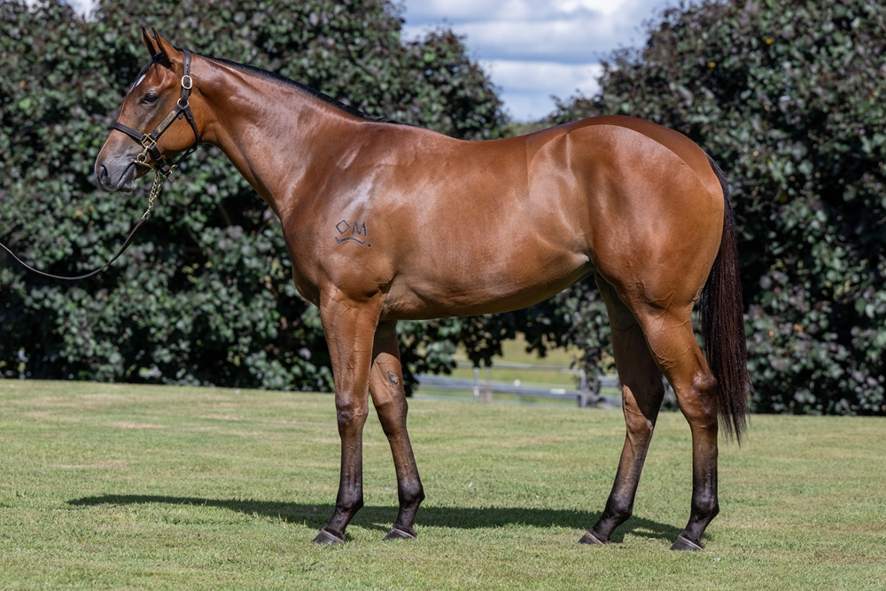 Stronger (AUS) / Koitaki Miss (AUS) 2024 Filly - Image 1