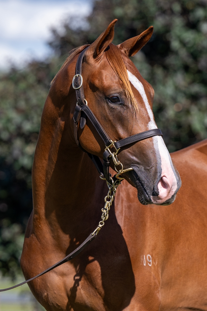 Stronger (AUS) / Kiss Hello (AUS) 2024 Colt - Image 2