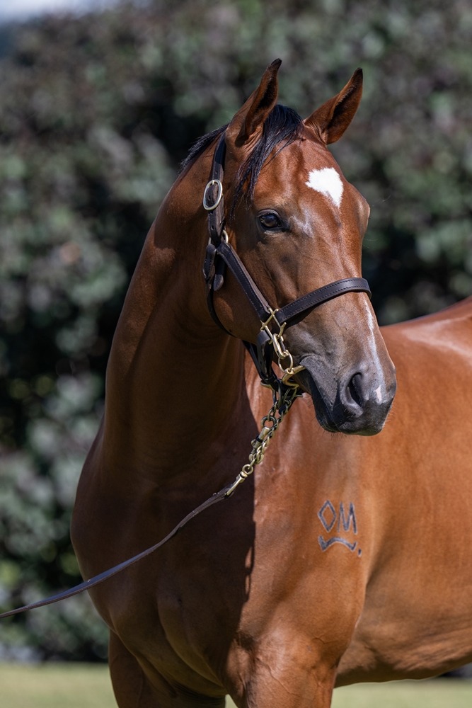 Stronger (AUS) / Koitaki Miss (AUS) 2024 Filly - Image 2