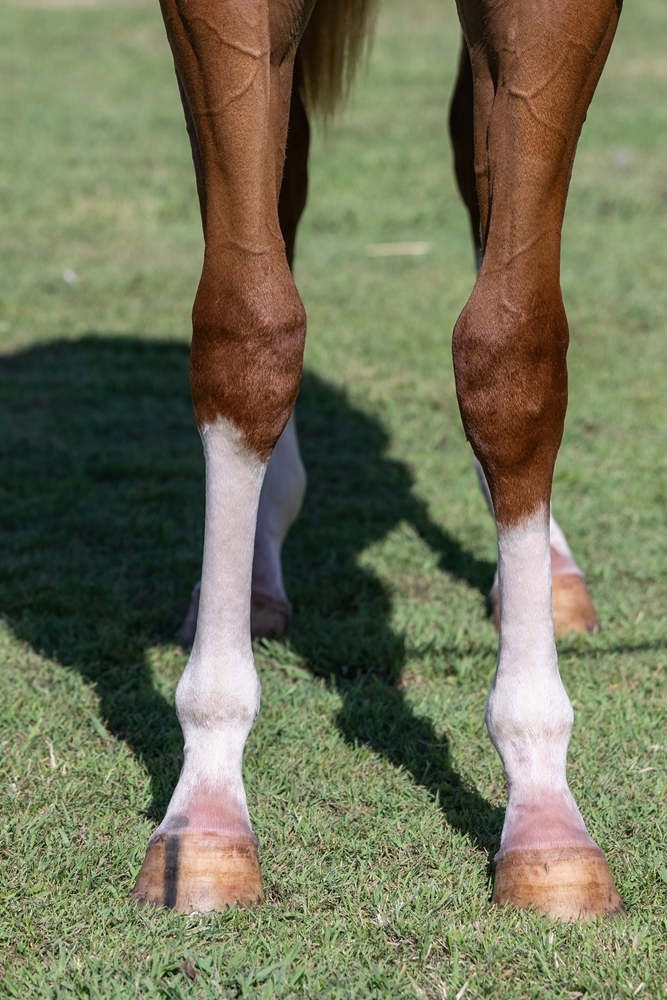 Stronger (AUS) / Kiss Hello (AUS) 2024 Colt - Image 3