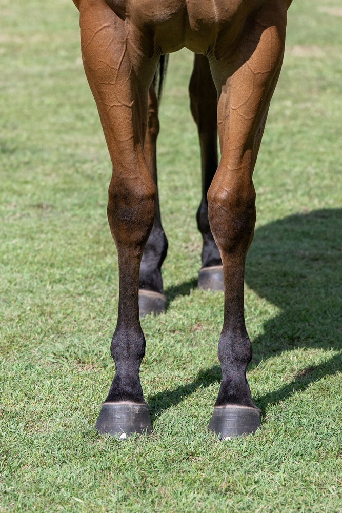 Stronger (AUS) / Koitaki Miss (AUS) 2024 Filly - Image 3