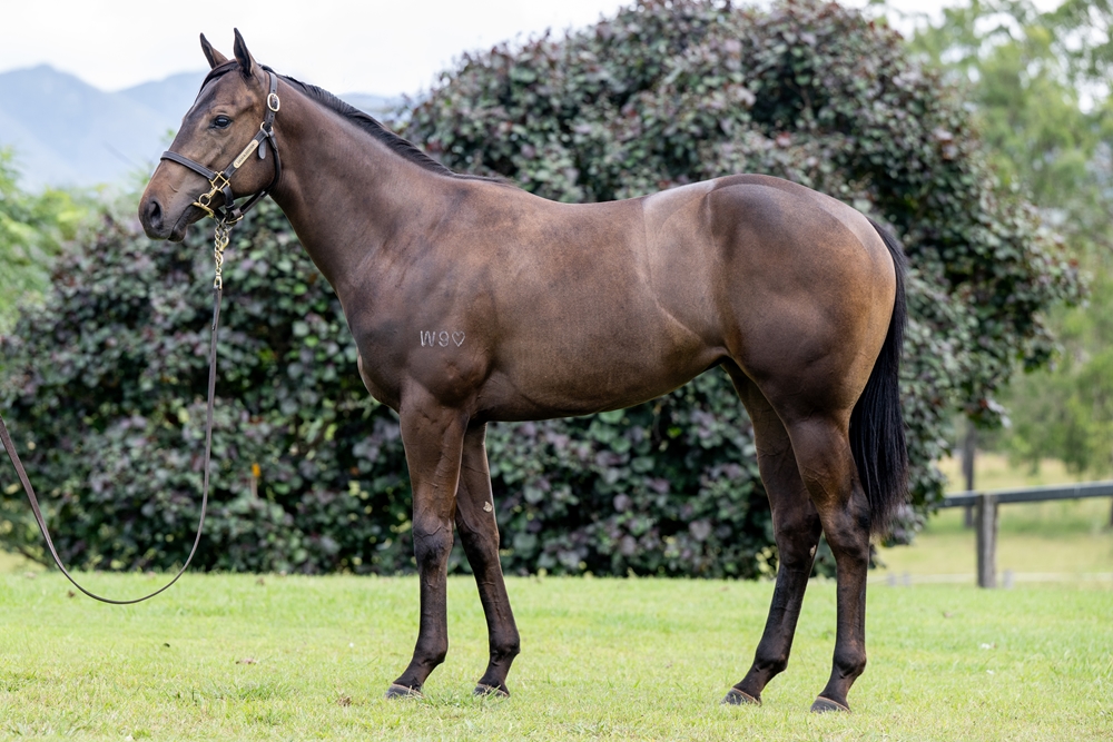 Artorius (AUS) / Metzarro (AUS) 2024 Filly - Image 1