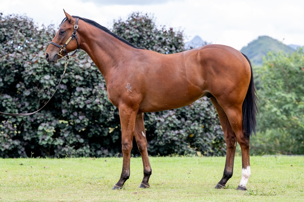 Pierata (AUS) / Oh Mona (AUS) 2024 Colt - Image 1