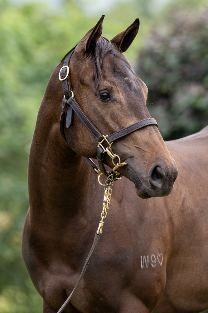 Artorius (AUS) / Metzarro (AUS) 2024 Filly - Image 2