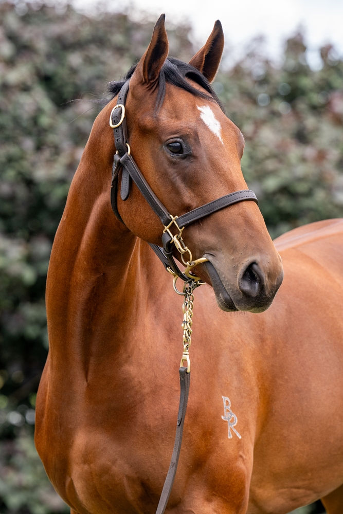 Pierata (AUS) / Oh Mona (AUS) 2024 Colt - Image 2