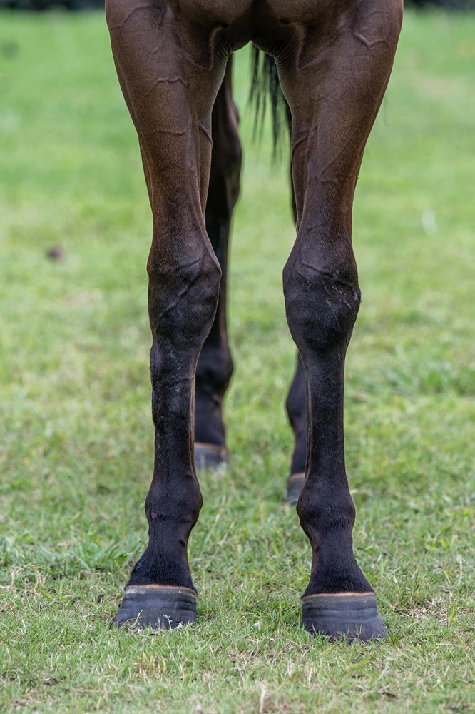 Artorius (AUS) / Metzarro (AUS) 2024 Filly - Image 3