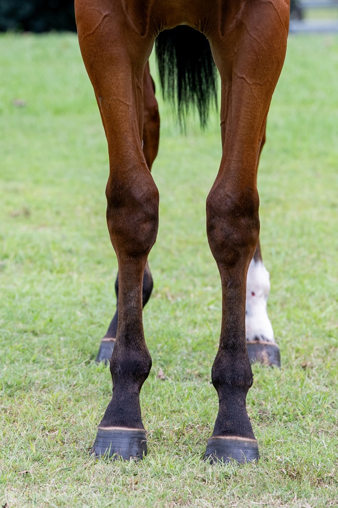 Pierata (AUS) / Oh Mona (AUS) 2024 Colt - Image 3