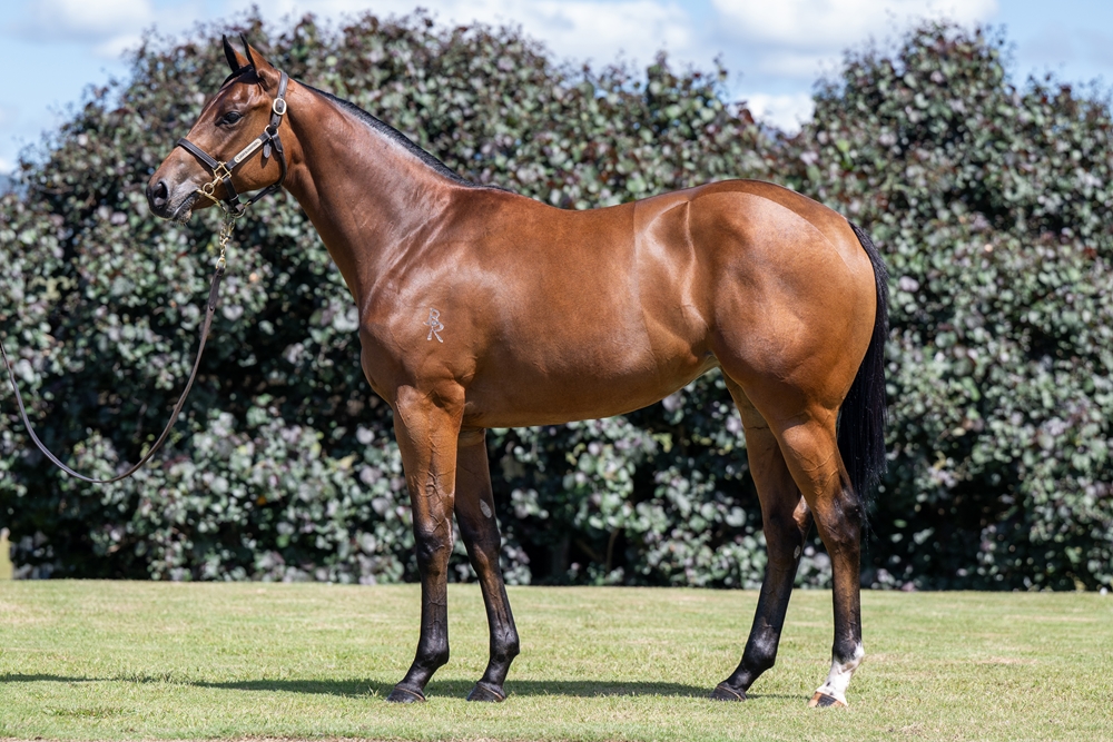 Jacquinot (AUS) / Precautions (AUS) 2024 Filly - Image 1