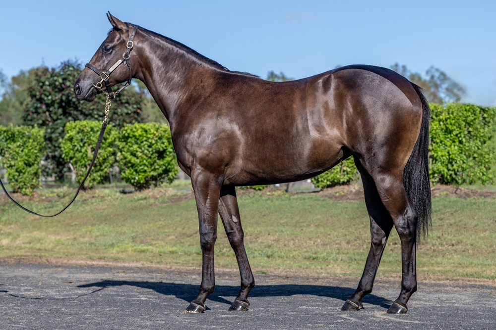 Russian Revolution (AUS) / Raglan Road (AUS) 2024 Filly - Image 1