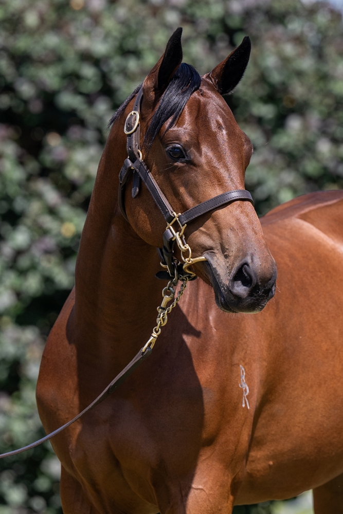 Jacquinot (AUS) / Precautions (AUS) 2024 Filly - Image 2