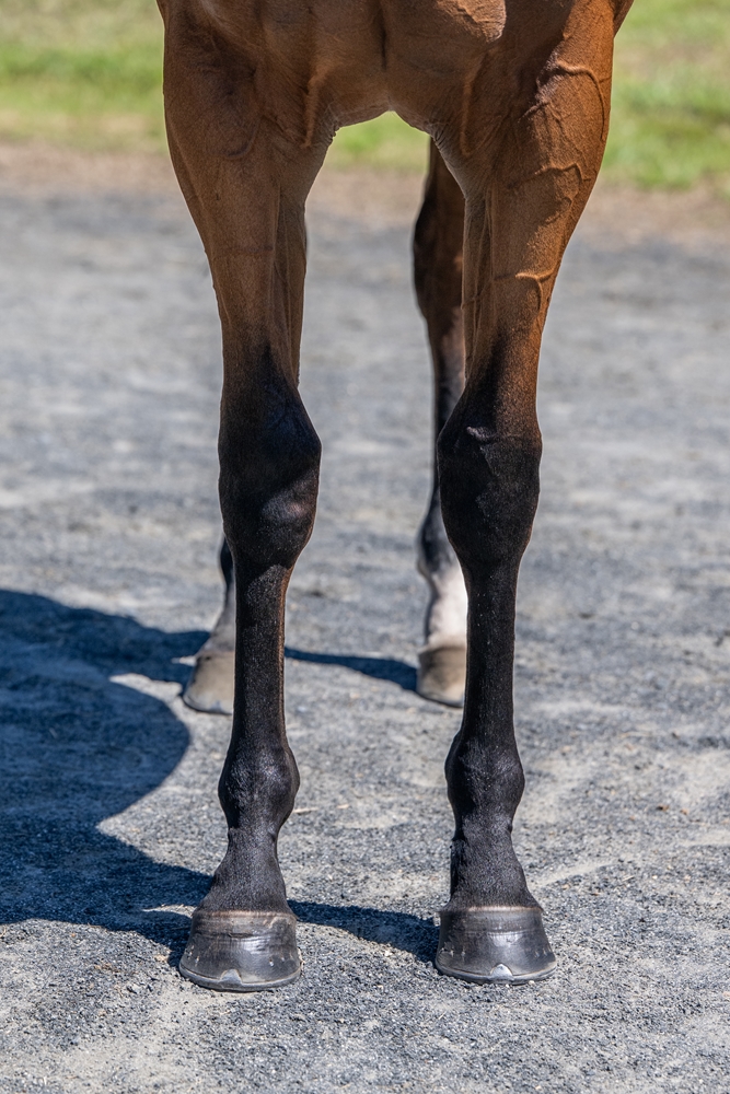 Jacquinot (AUS) / Precautions (AUS) 2024 Filly - Image 3