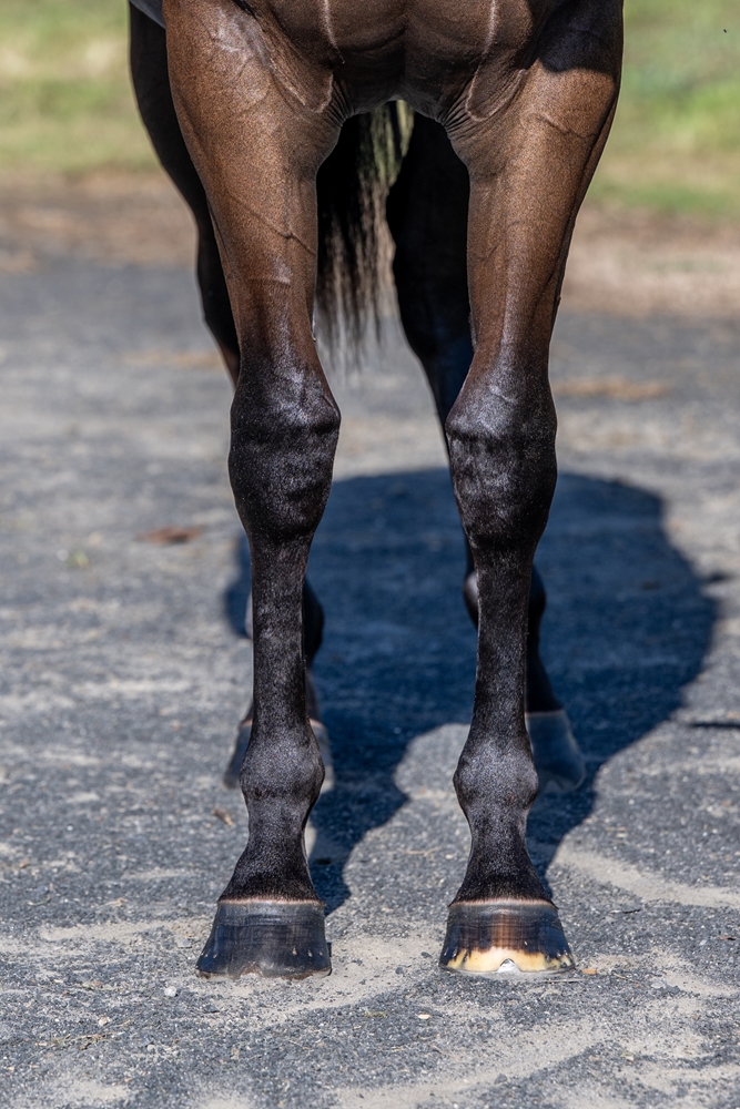 Russian Revolution (AUS) / Raglan Road (AUS) 2024 Filly - Image 3