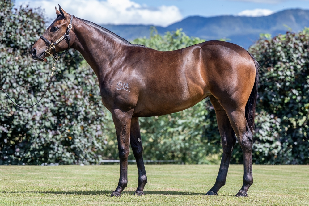 Encryption (AUS) / Raven's Wing (AUS) 2024 Filly - Image 1
