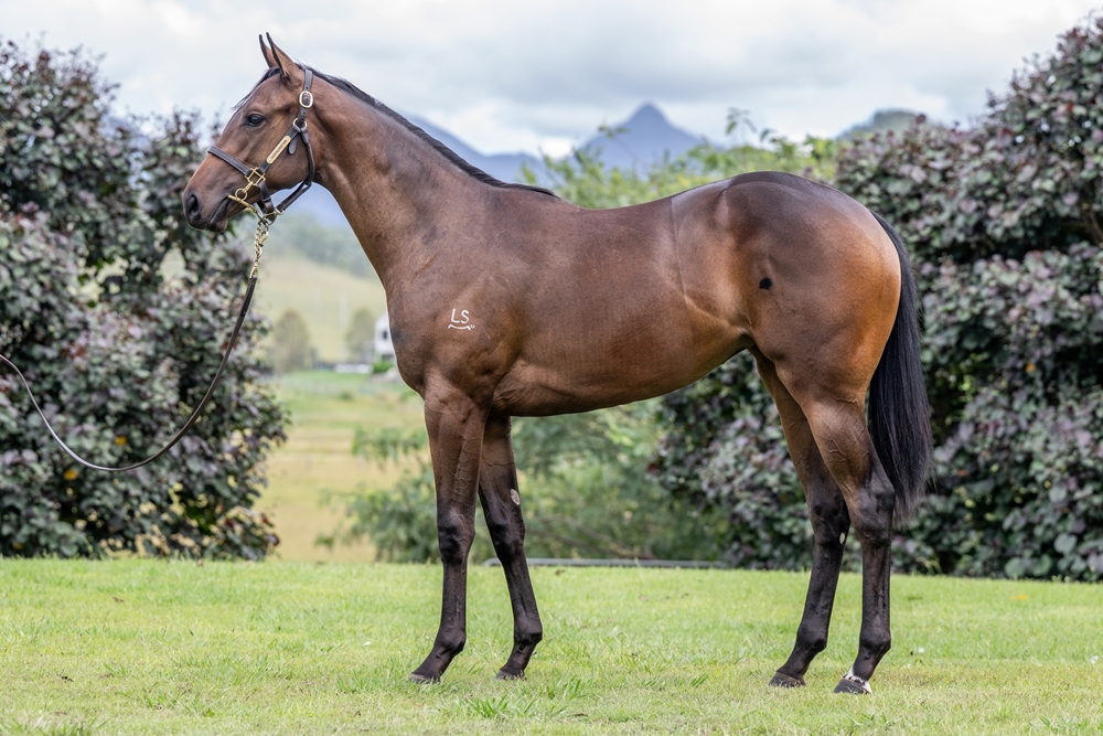 Barbaric (AUS) / Ready to Belong (AUS) 2024 Filly - Image 1