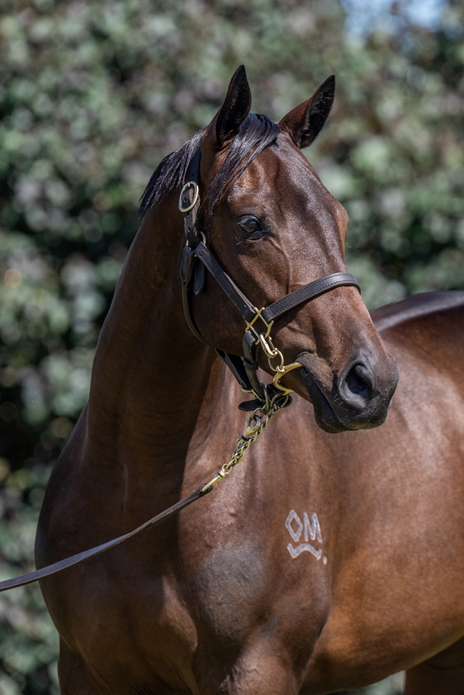 Encryption (AUS) / Raven's Wing (AUS) 2024 Filly - Image 2