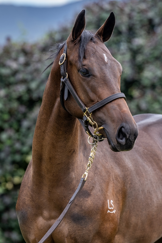 Barbaric (AUS) / Ready to Belong (AUS) 2024 Filly - Image 2