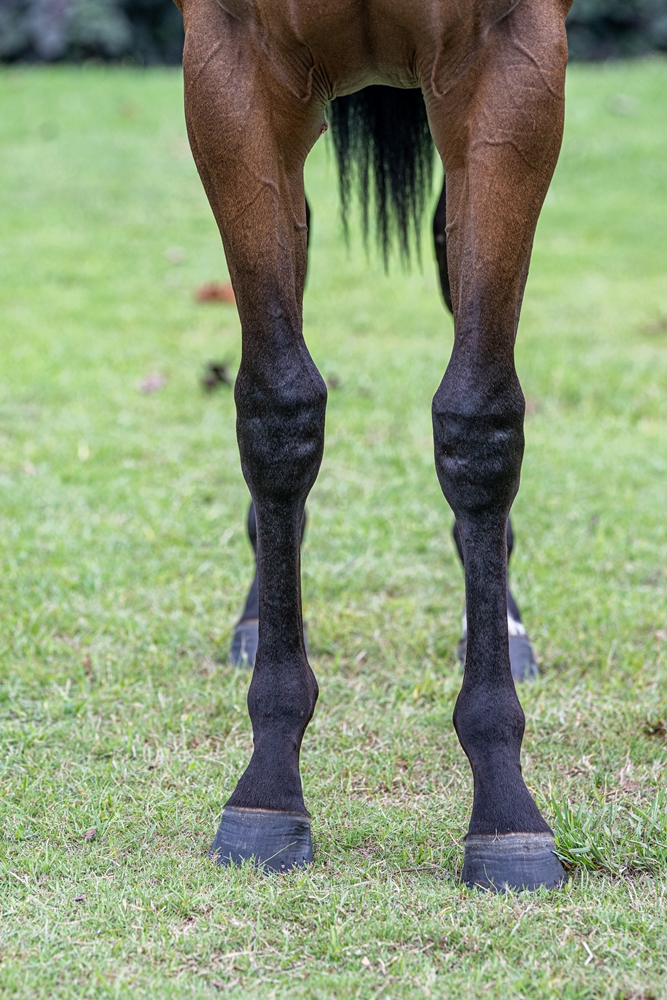 Barbaric (AUS) / Ready to Belong (AUS) 2024 Filly - Image 3