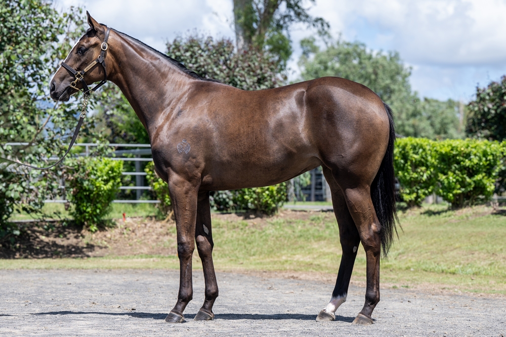 Hitotsu (AUS) / Ruby Falls (AUS) 2024 Filly - Image 1