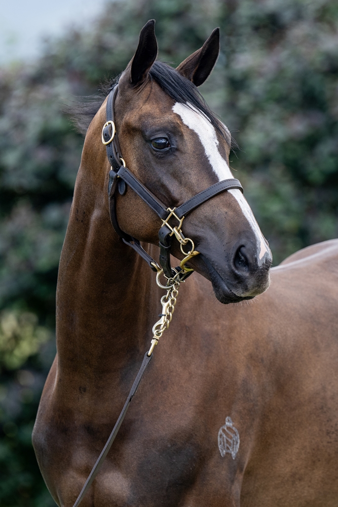 Hitotsu (AUS) / Ruby Falls (AUS) 2024 Filly - Image 2