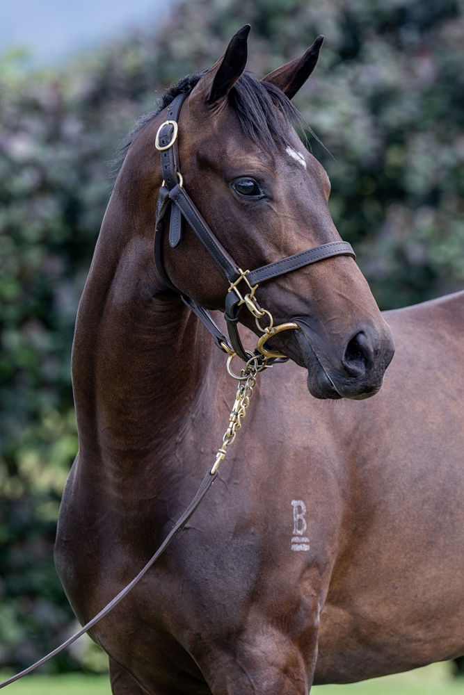 Exceedance (AUS) / She's a Vamp (AUS) 2024 Filly - Image 2