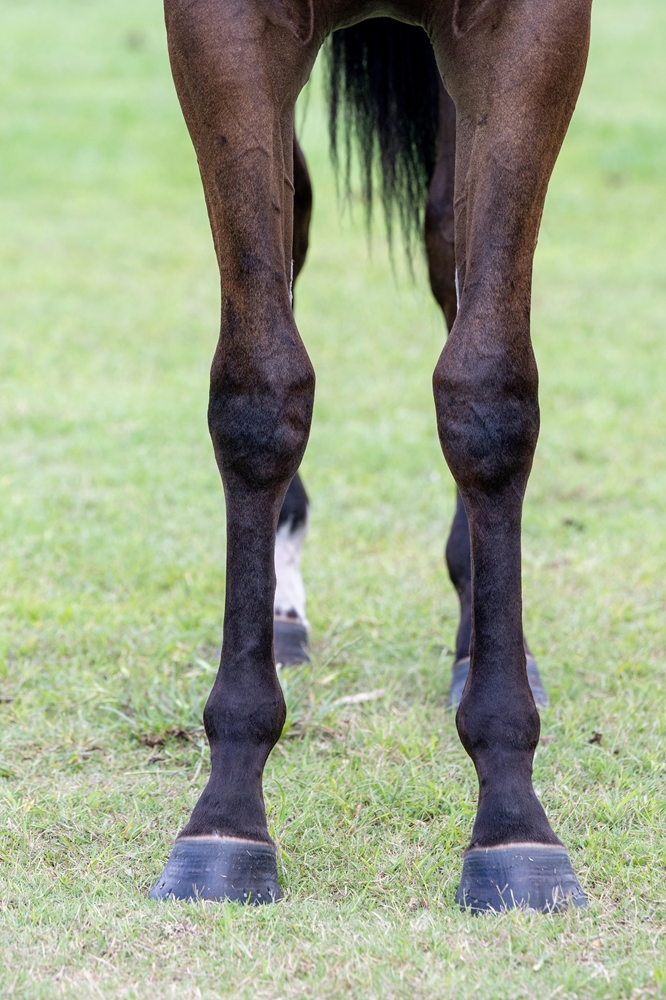 Hitotsu (AUS) / Ruby Falls (AUS) 2024 Filly - Image 3