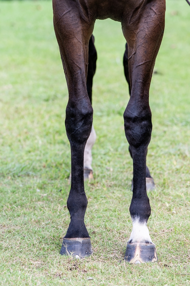 Exceedance (AUS) / She's a Vamp (AUS) 2024 Filly - Image 3