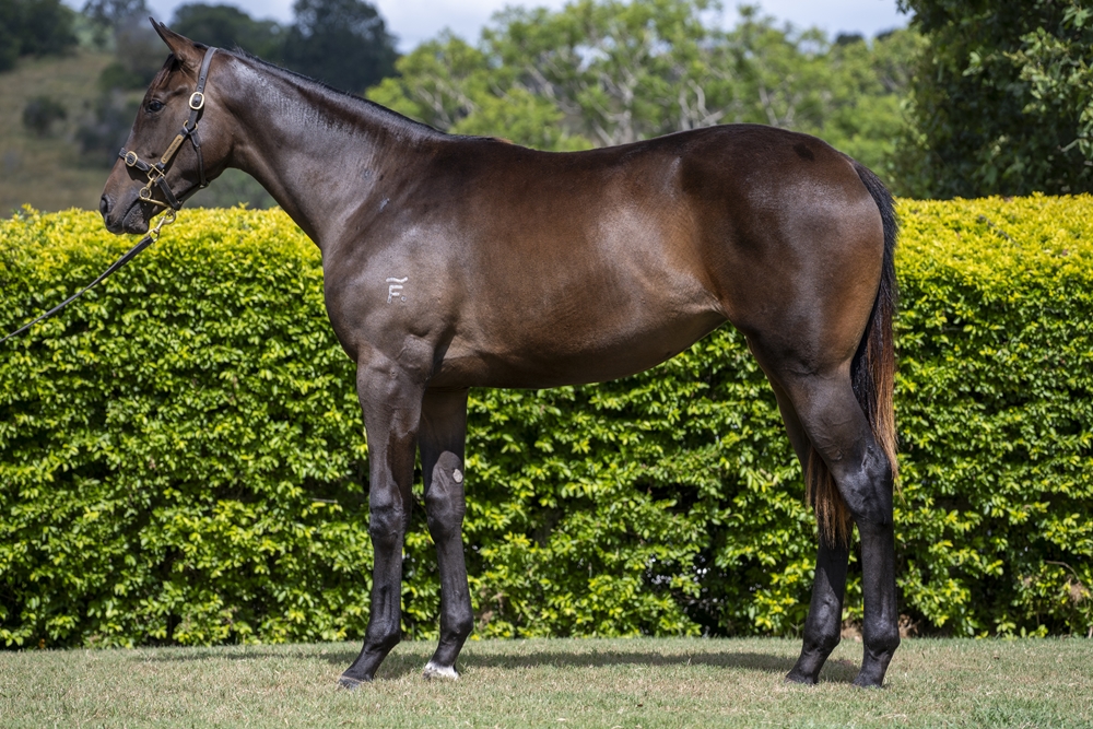 Better Than Ready (AUS) / Zunaida (AUS) 2024 Filly - Image 1