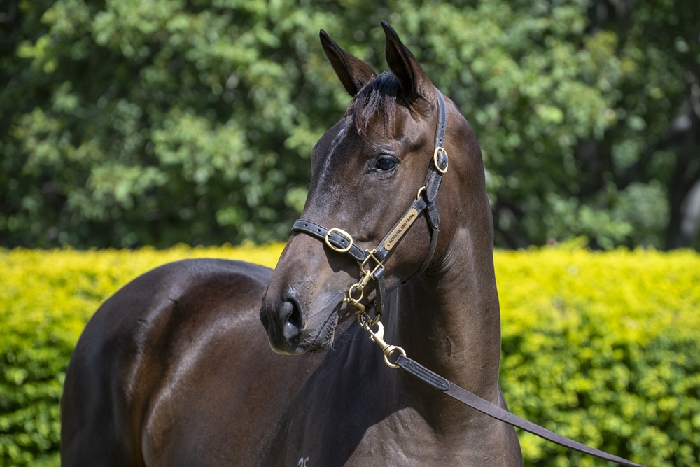 Better Than Ready (AUS) / Zunaida (AUS) 2024 Filly - Image 2