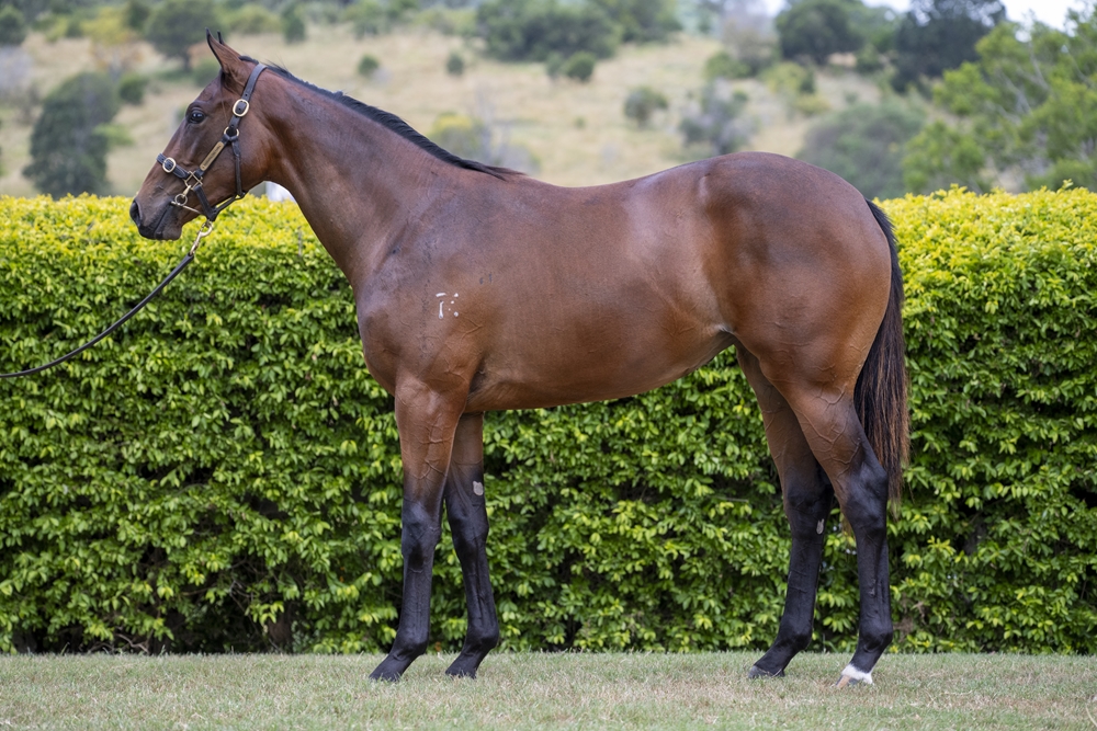Better Than Ready (AUS) / Andaluz (AUS) 2024 Filly - Image 1