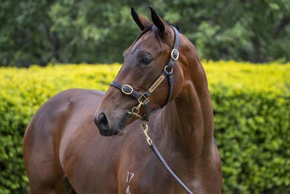 Better Than Ready (AUS) / Andaluz (AUS) 2024 Filly - Image 2