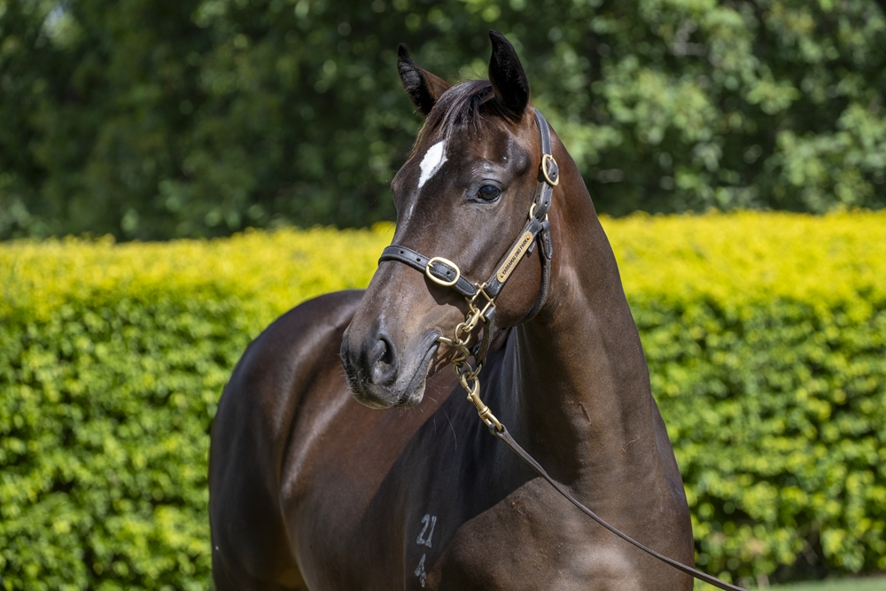 Better Than Ready (AUS) / Djiva (GB) 2024 Filly - Image 2