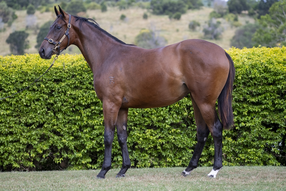Better Than Ready (AUS) / Goldie River (AUS) 2024 Filly - Image 1