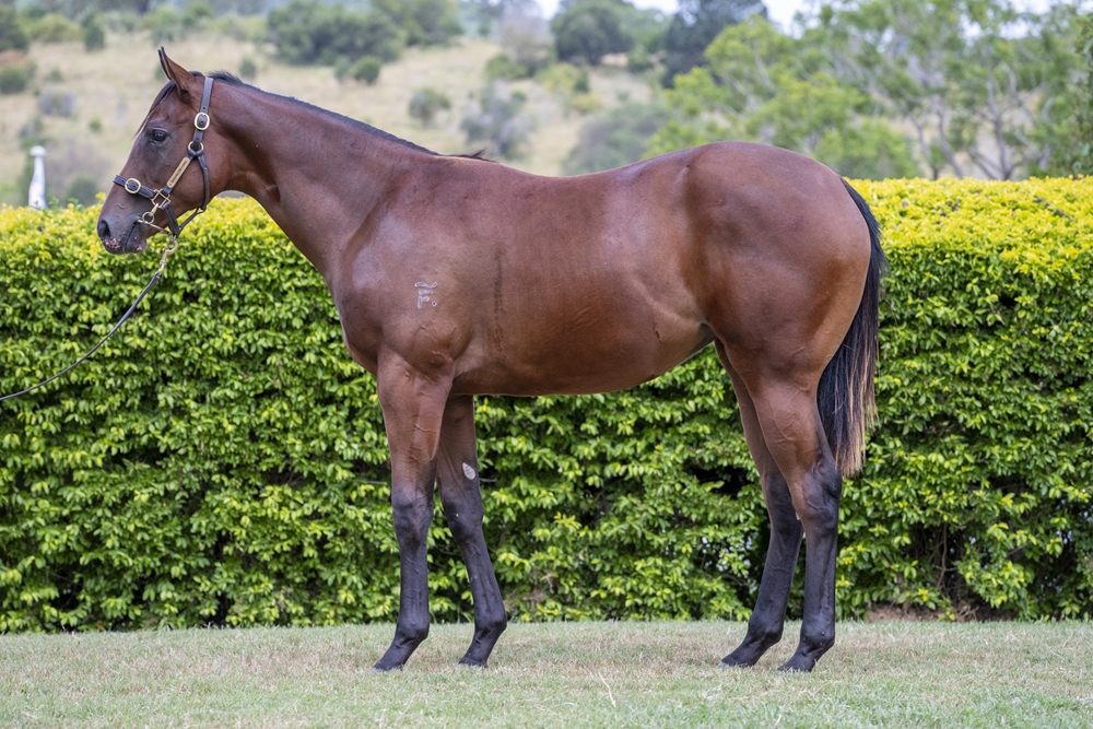 Better Than Ready (AUS) / Miller Avenue (AUS) 2024 Filly - Image 1
