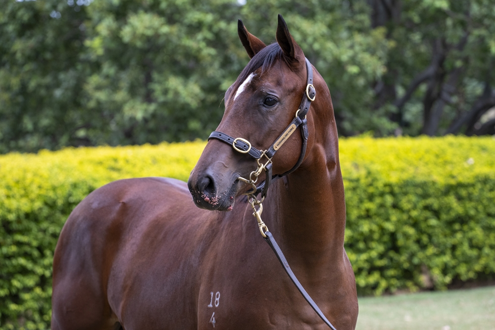 Better Than Ready (AUS) / Miller Avenue (AUS) 2024 Filly - Image 2