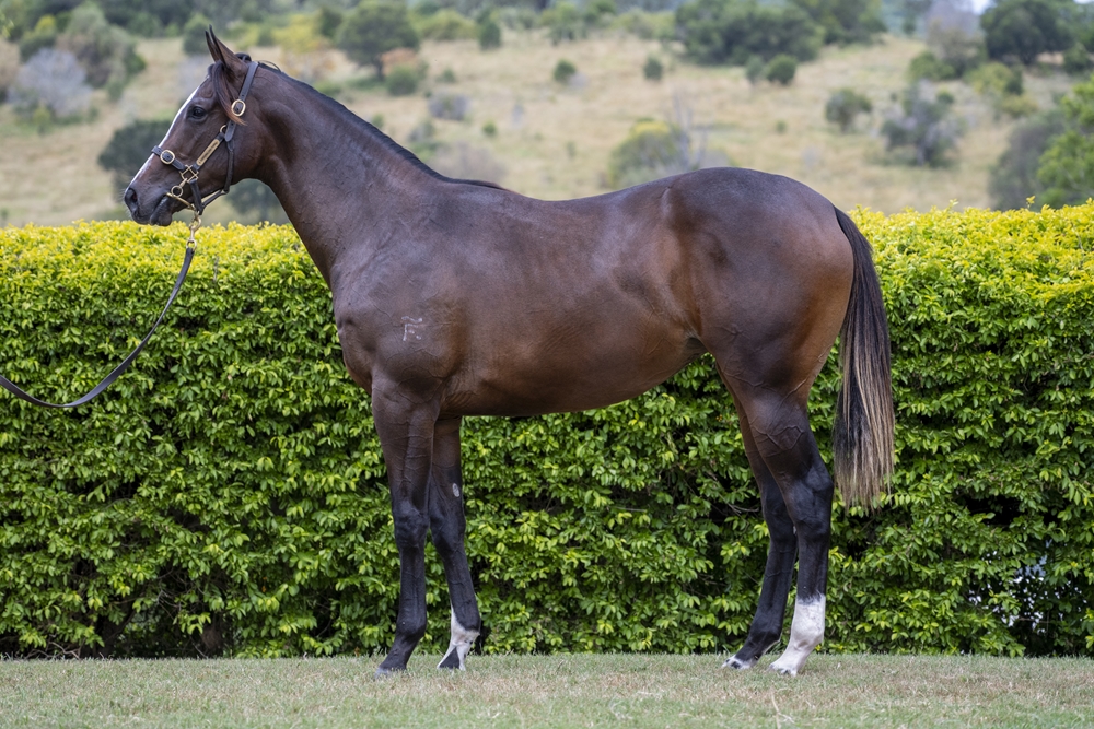 Supido (AUS) / Mostly Lucky (AUS) 2024 Filly - Image 1