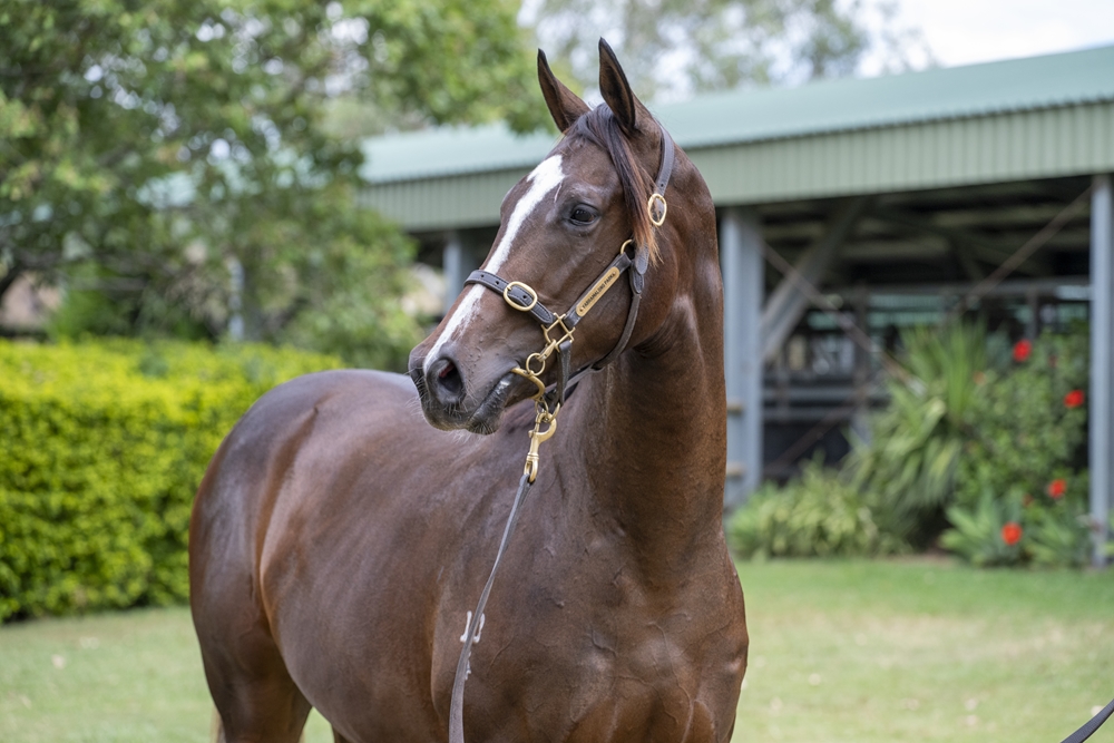 Supido (AUS) / Mostly Lucky (AUS) 2024 Filly - Image 2