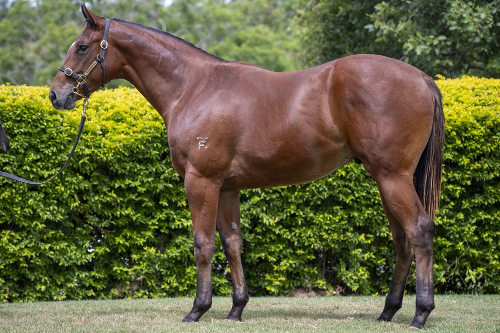 Better Than Ready (AUS) / Aljawzaa (AUS) 2024 Colt - Image 1