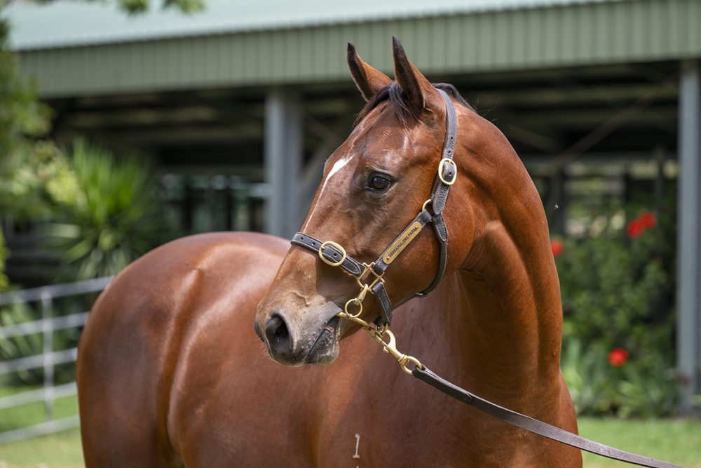 Better Than Ready (AUS) / Aljawzaa (AUS) 2024 Colt - Image 2