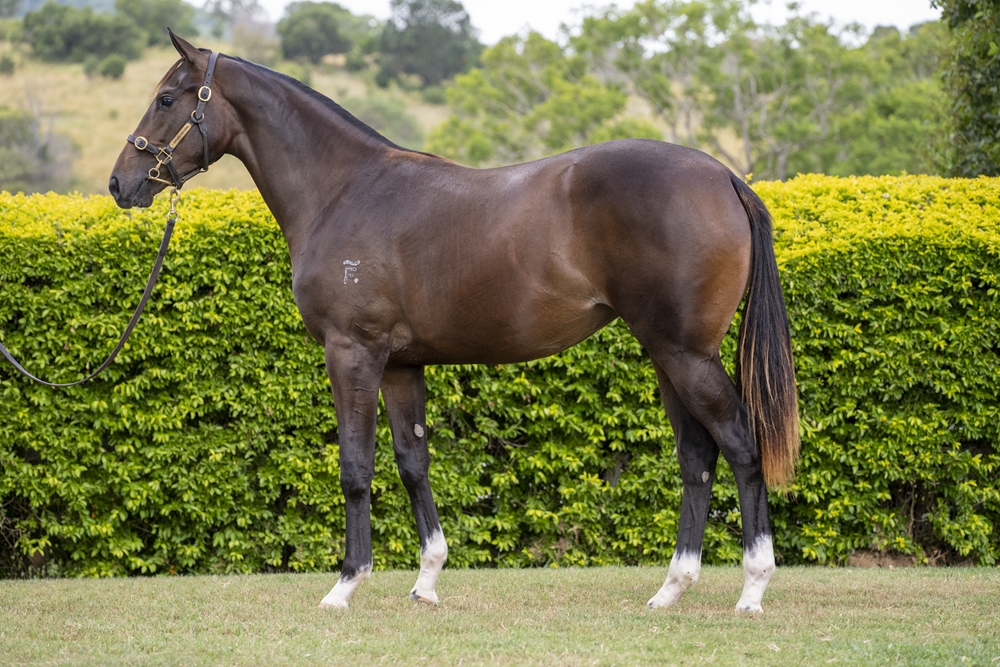 Better Than Ready (AUS) / One Fire Beach (AUS) 2024 Filly - Image 1