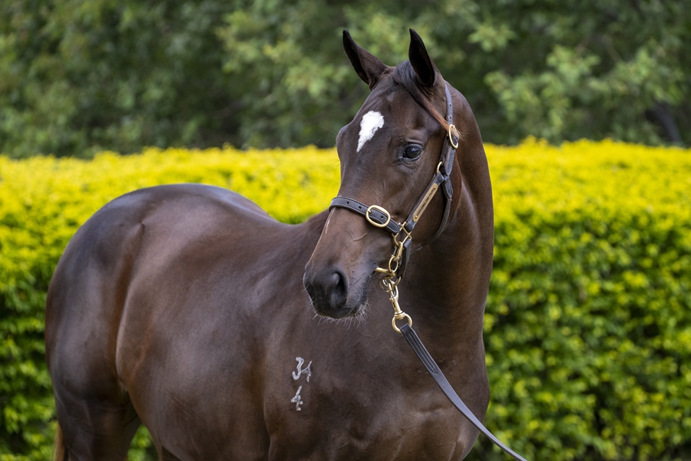Better Than Ready (AUS) / One Fire Beach (AUS) 2024 Filly - Image 2