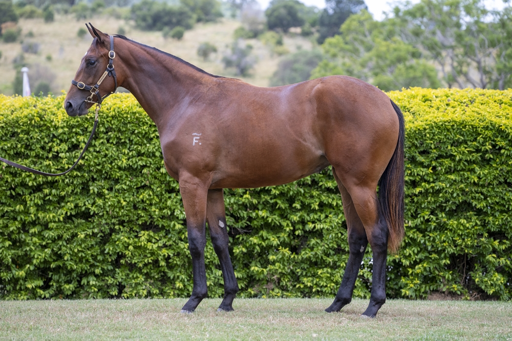 Better Than Ready (AUS) / Proprioception (USA) 2024 Filly - Image 1