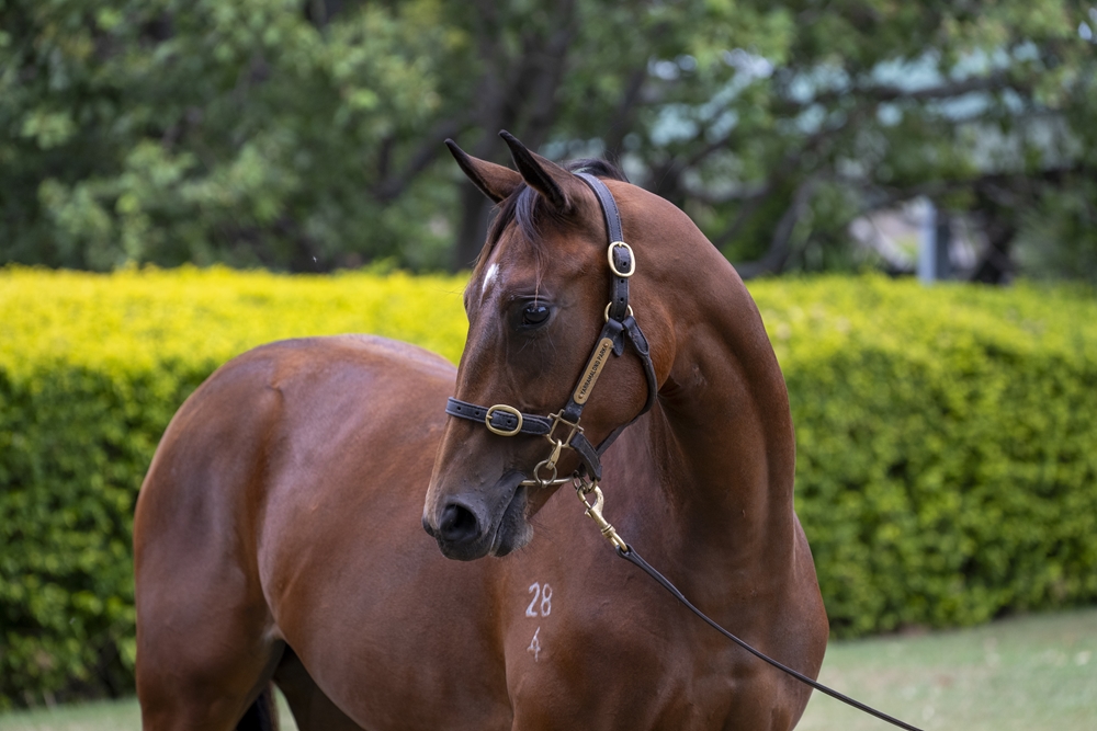 Better Than Ready (AUS) / Proprioception (USA) 2024 Filly - Image 2