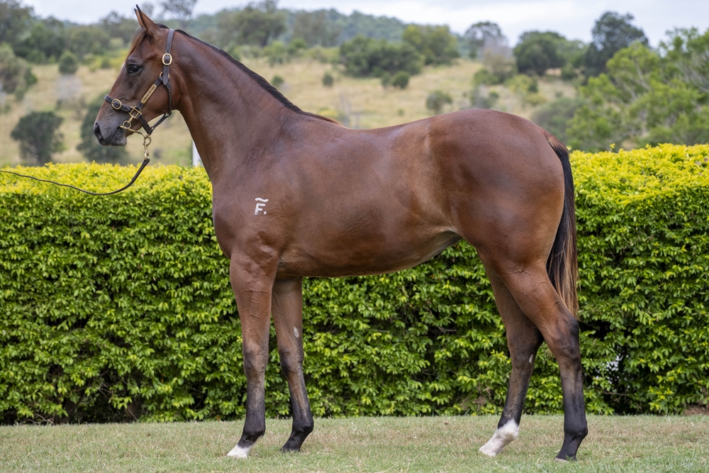 Better Than Ready (AUS) / Seagull (AUS) 2024 Filly - Image 1
