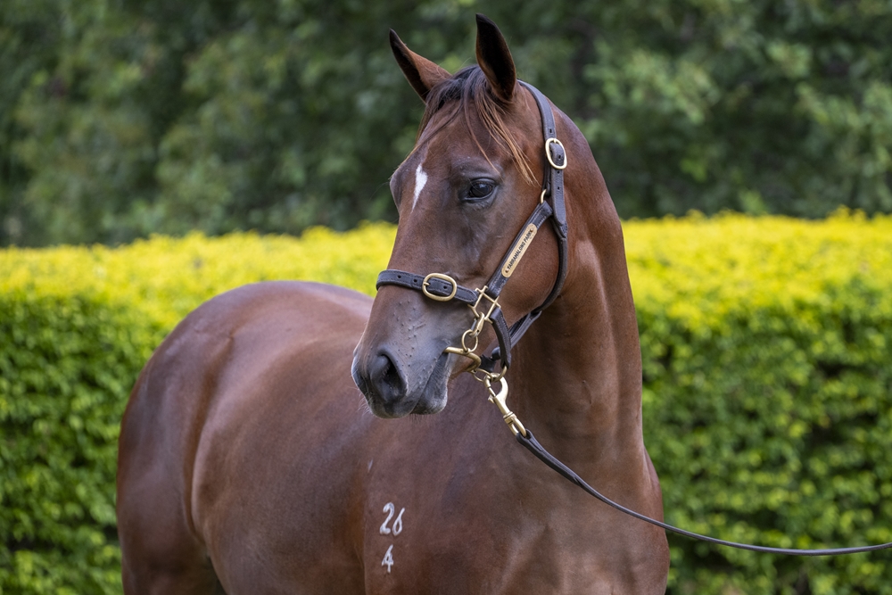 Better Than Ready (AUS) / Seagull (AUS) 2024 Filly - Image 2
